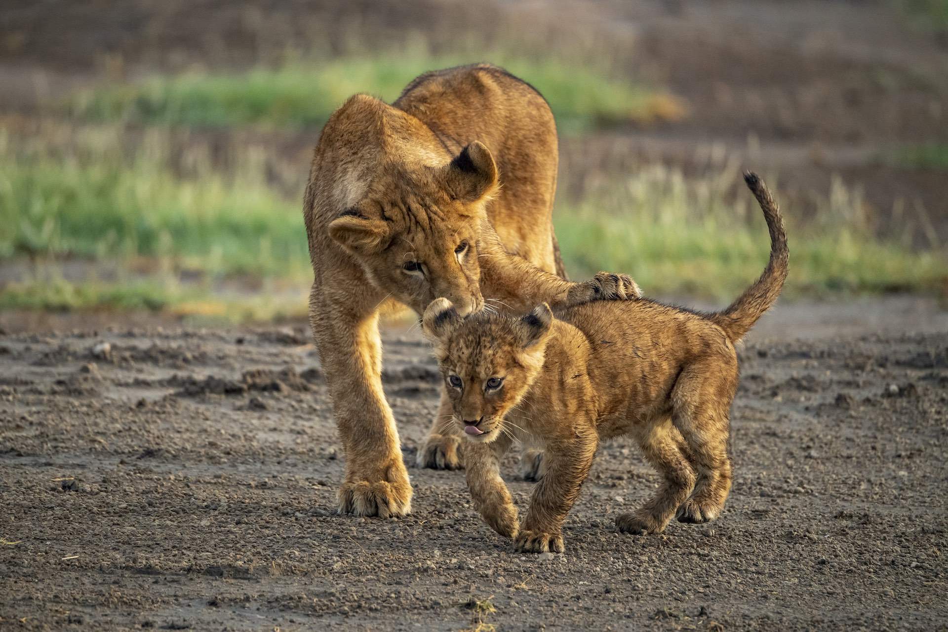 3-Day Serengeti & Ngorongoro Safari