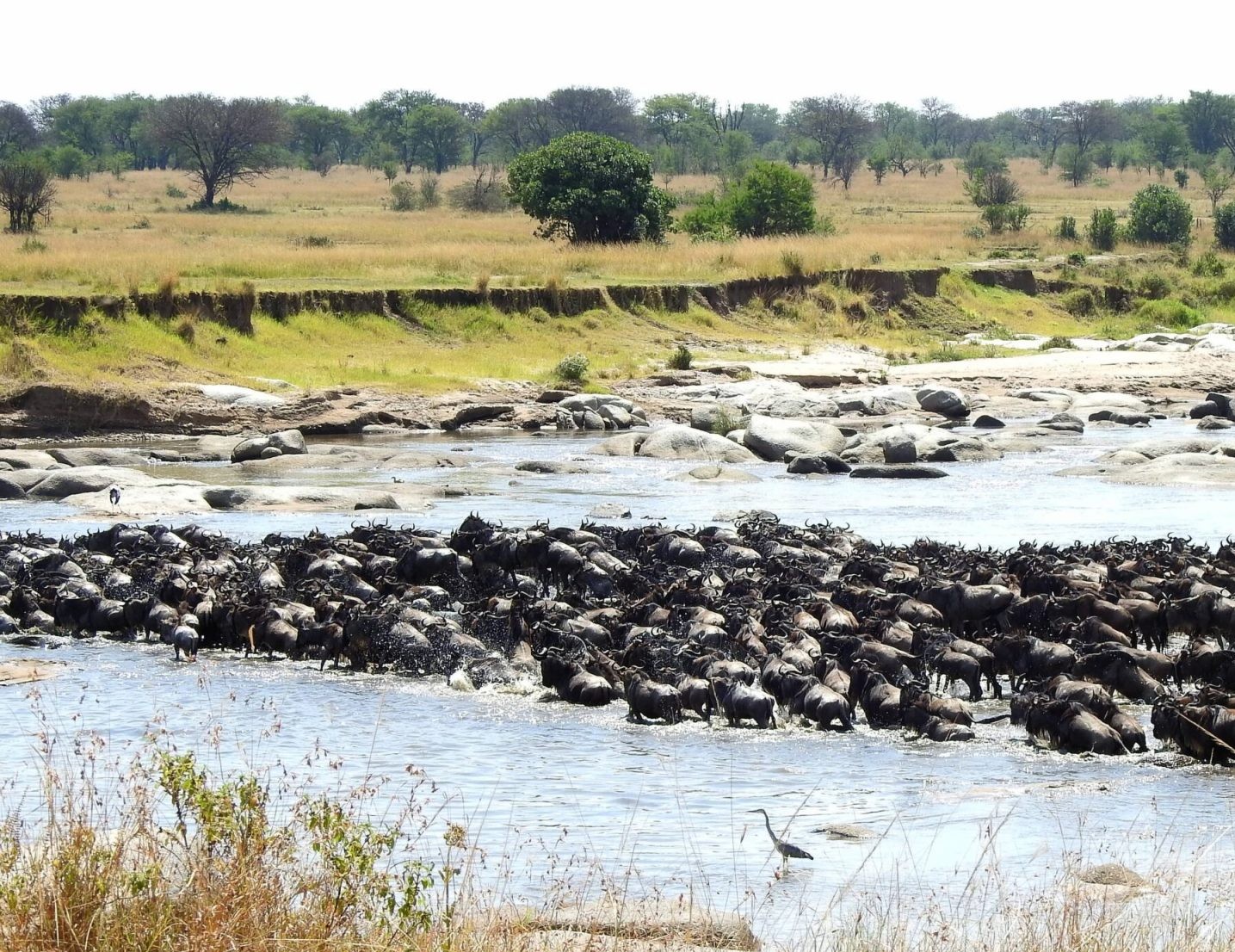 5-Day Great Migration River Crossing Safari