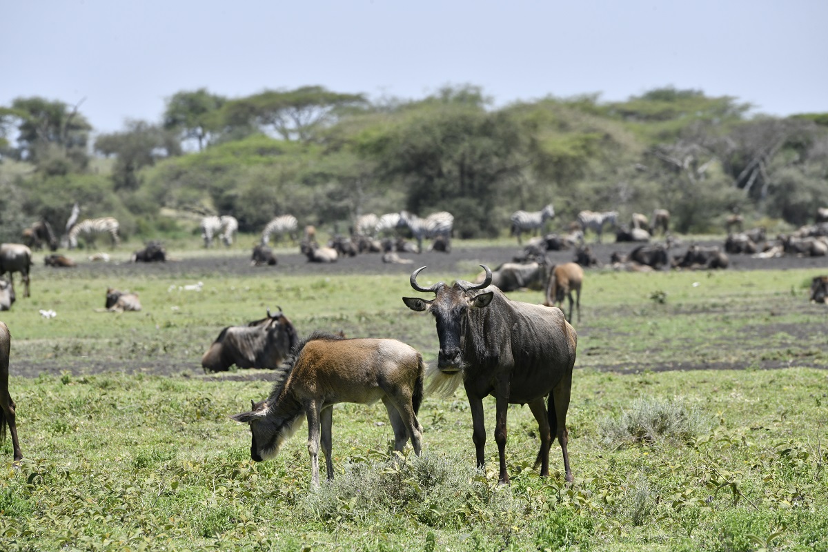 6-Day Southern Serengeti Calving Season Safari