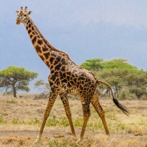 rwanda-wildlife-safaris rwanda-wildlife-safaris